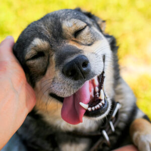 چه چیزی سگ ها را خوشحال میکند؟