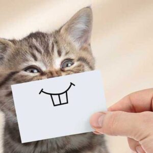 گربه شما از چه چیزی خوشش میاد؟